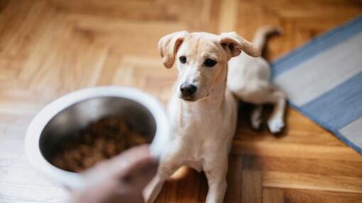 What Is Pica in Dogs and How to Treat It Purina